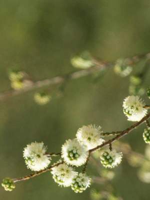 Flora - Spearwood - Kunzea ericafolia