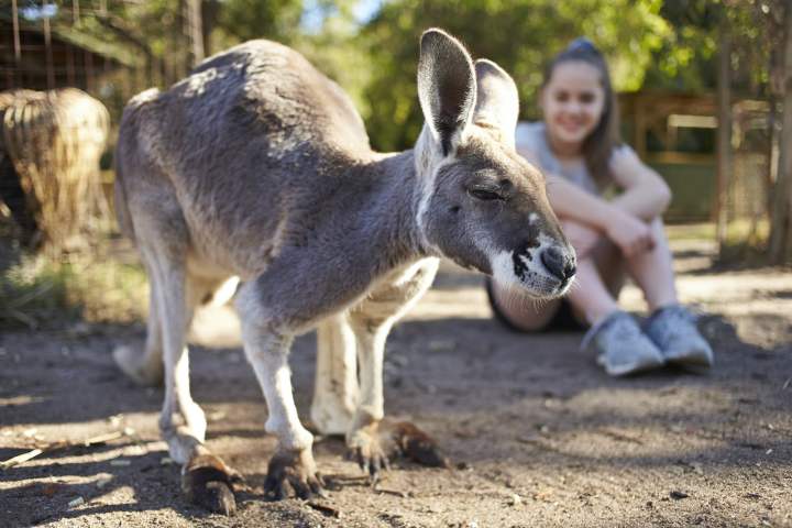 Caversham Wildlife Park - kangaroo pen - roo close-up, girl background