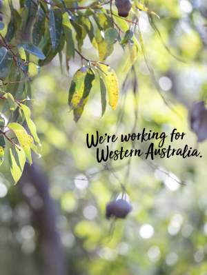 Were working for WA gum leaves