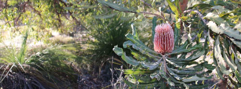 Whiteman Parks banksia woodlands