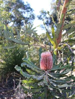 Whiteman Parks banksia woodlands