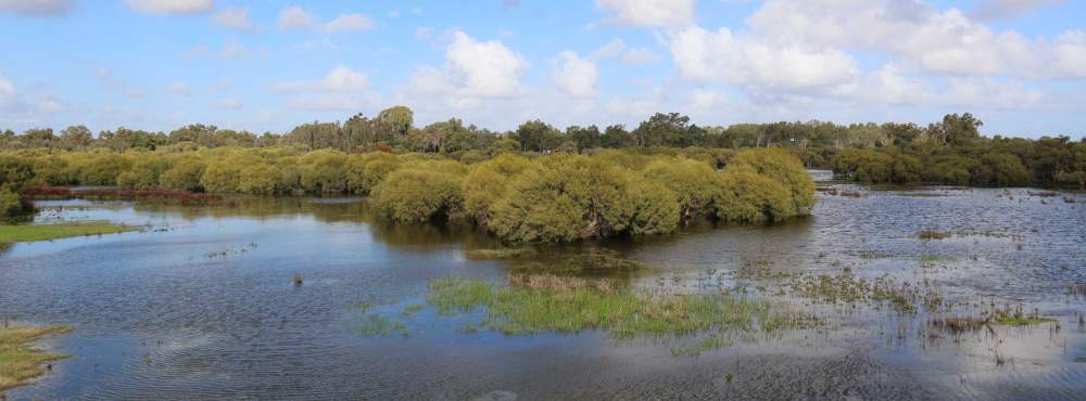 Whiteman Park wetlands Horse Swamp from the lookout