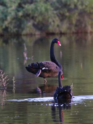 Fauna Black swans Cygnus atratus Swans at Horse Swamp WEB