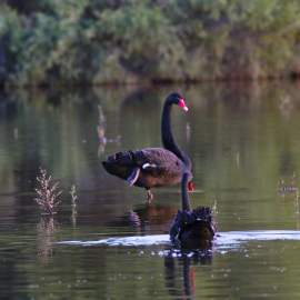 Fauna Black swans Cygnus atratus Swans at Horse Swamp WEB