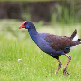 Fauna Aves Purple swamphen Porphyrio porphyrio Horse Swamp 1200x800 WEB