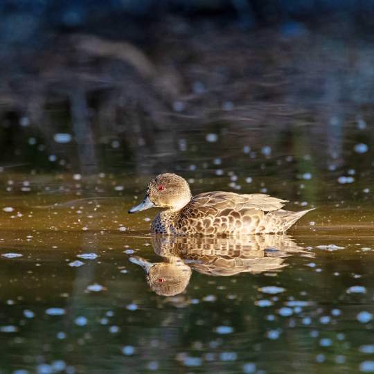 Fauna Aves Grey teal Anas gracilis 1200x800 WEB