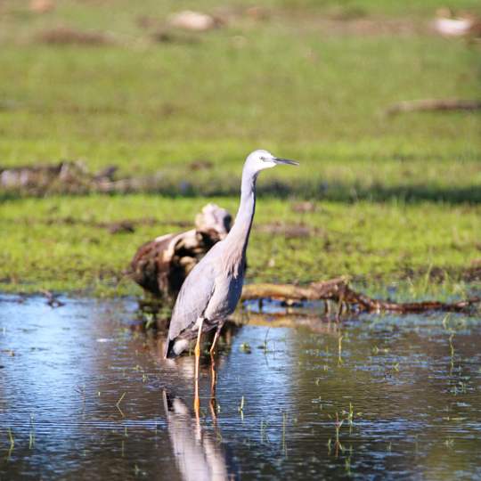 late bird basis late bird basis