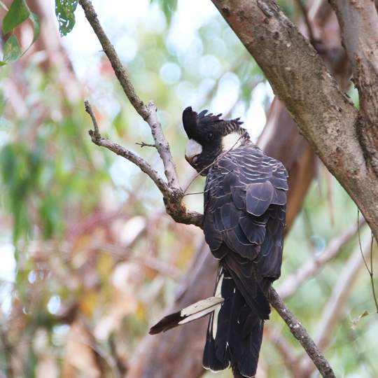 Fauna Aves Baudins black cockatoo Calyptorhynchus baudinii 1200x800 WEB2