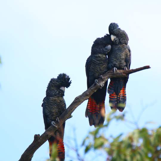 Fauna Aves Forest red tailed black cockatoo Calyptohynchus banksia naso three up 1200x800 WEB