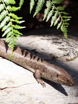 Fauna reptile King skink Egernia kingii