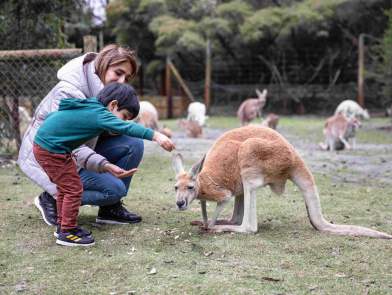 Caversham Wildlife Park mum and son feeding the kangaroos