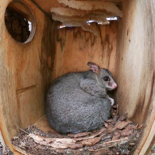 Possum box possum and honeycomb photo by S Cherriman