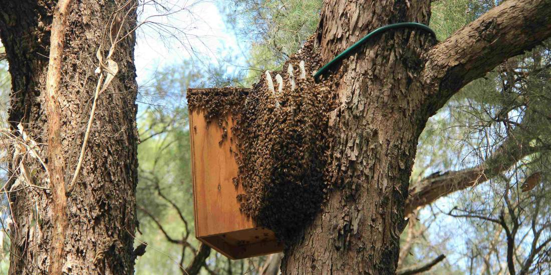 Possum box covered in bees photo by S Cherriman