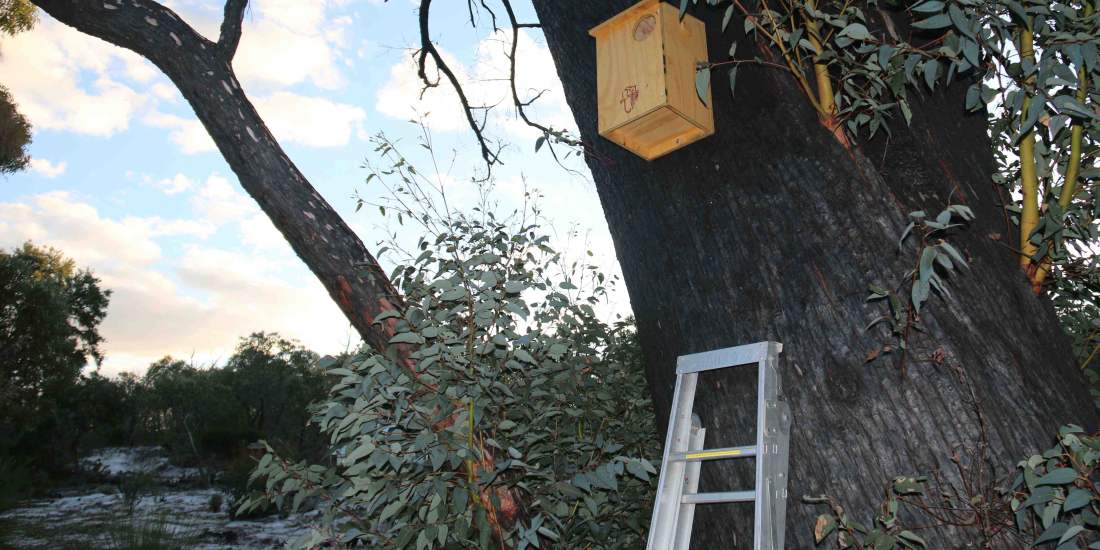 Possum box in tree