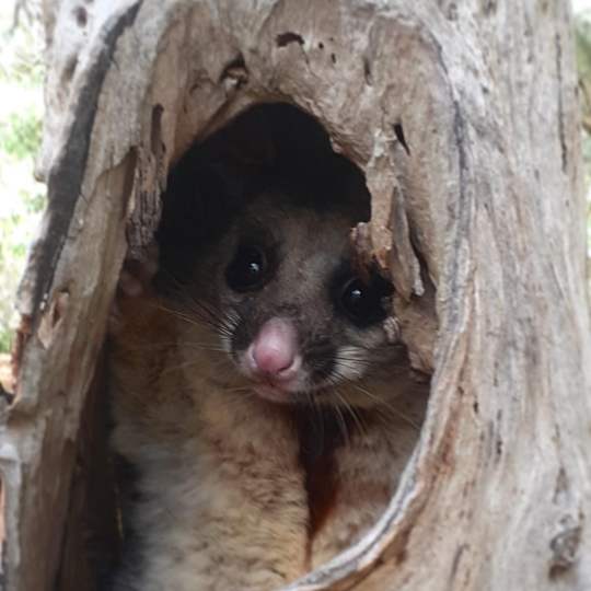 Brush tail possum possum in hollow
