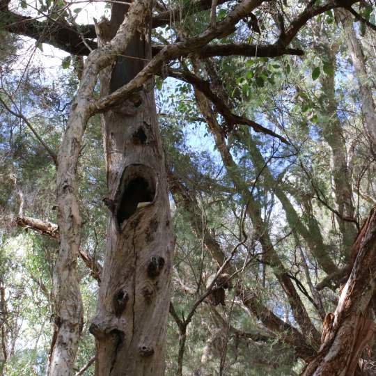 Possum habitat possum hollow
