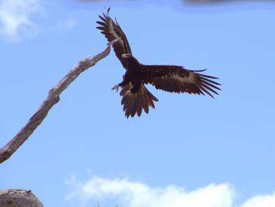 Wedge tailed eagle coming in to land photo by Simon Cherriman