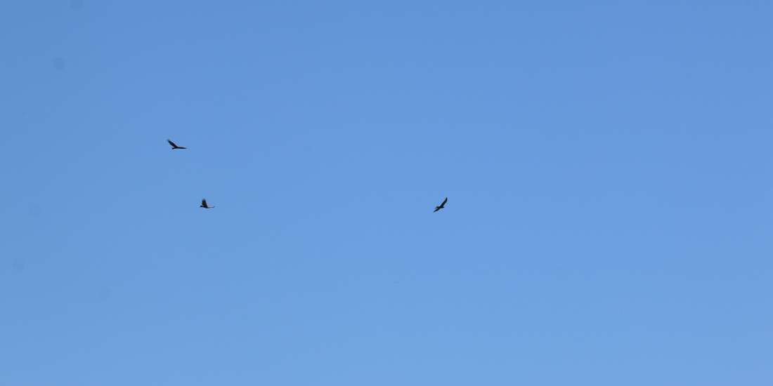 Wedge tailed eagles in flight