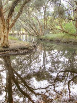 Mussel Pool - paperbarks - landscape