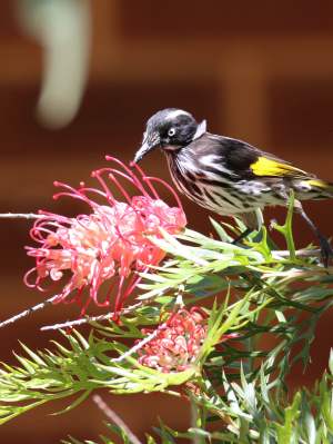 New Holland honeyeater Whiteman Park Fauna WEB