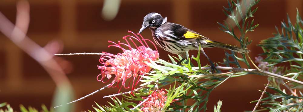 New Holland honeyeater Whiteman Park Fauna WEB