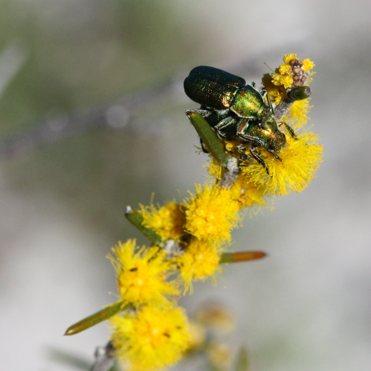 Beetles on Acacia sessilis Whiteman Park Fauna and Flora WEB