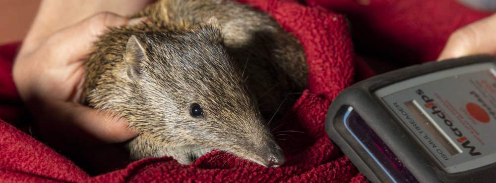 Woodland Reserve fauna monitoring