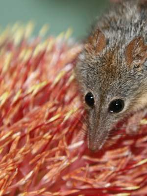 Fauna - Honey possum - noolbenger - Tarsipes rostratus