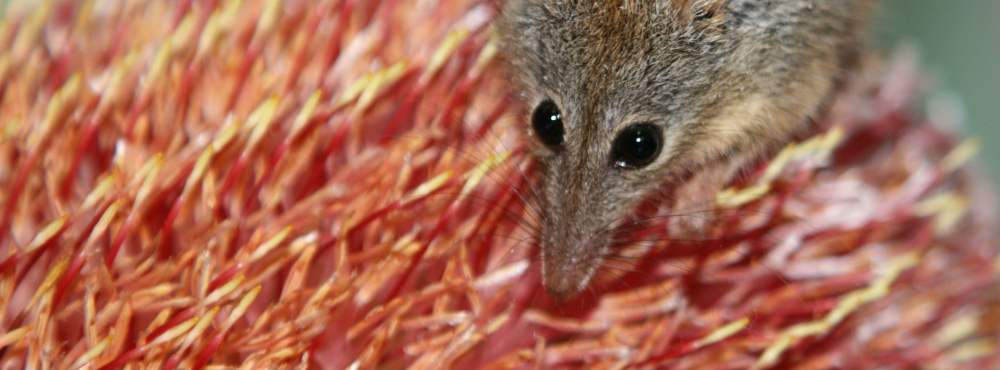 Fauna - Honey possum - noolbenger - Tarsipes rostratus