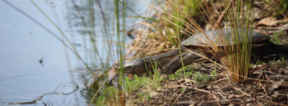 Fauna long necked turtle Chelodina oblonga diving in WEB