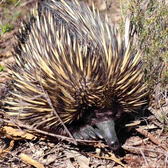 Fauna - short beaked echidna in Whiteman Park bushland