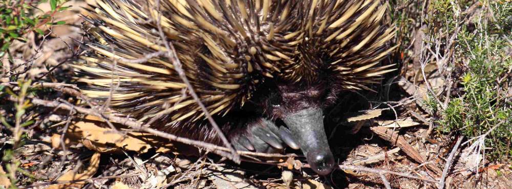 Fauna - short beaked echidna in Whiteman Park bushland