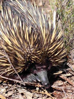 Fauna - short beaked echidna in Whiteman Park bushland