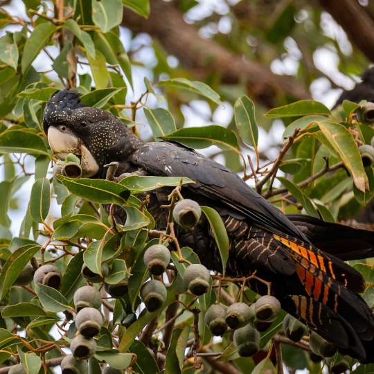 Fauna - red-tailed black cockatoo - Calyptorhynchus banksii