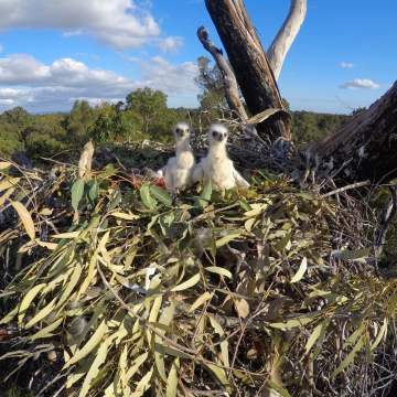 Fauna - 2018 wedge tailed eaglet chicks - courtesy of Simon Cherriman