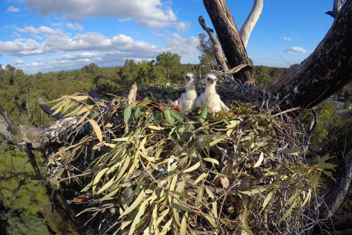 Fauna - 2018 wedge tailed eaglet chicks - courtesy of Simon Cherriman