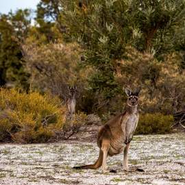 Fauna - Western grey kangaroo in Whiteman Park bushland