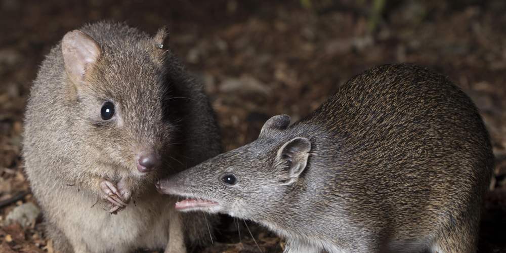 Fauna Woodland Reserve WP woylie and quenda courtesy of Houndstooth Studio