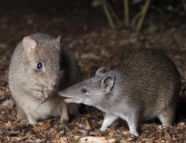 Fauna Woodland Reserve WP woylie and quenda courtesy of Houndstooth Studio