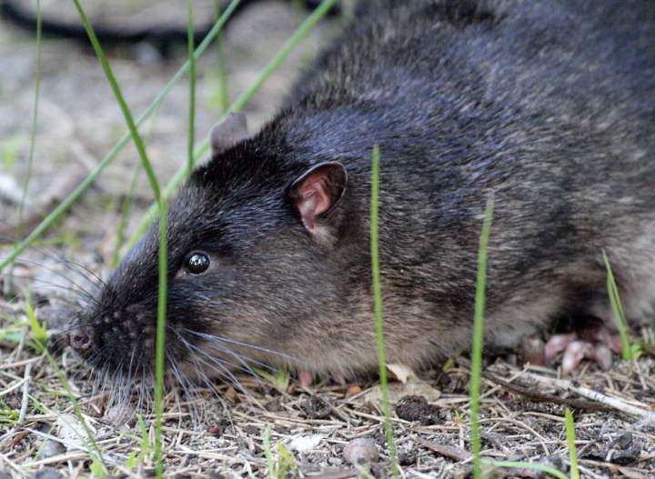 Fauna -  Rakali - native water rat