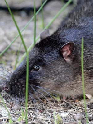 Fauna -  Rakali - native water rat