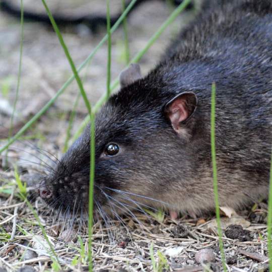 Fauna - Rakali - native water rat