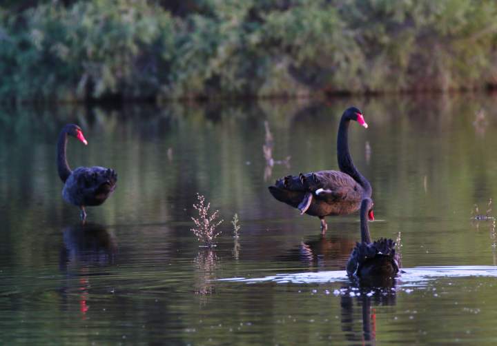 Fauna Black swans Cygnus atratus Swans at Horse Swamp WEB