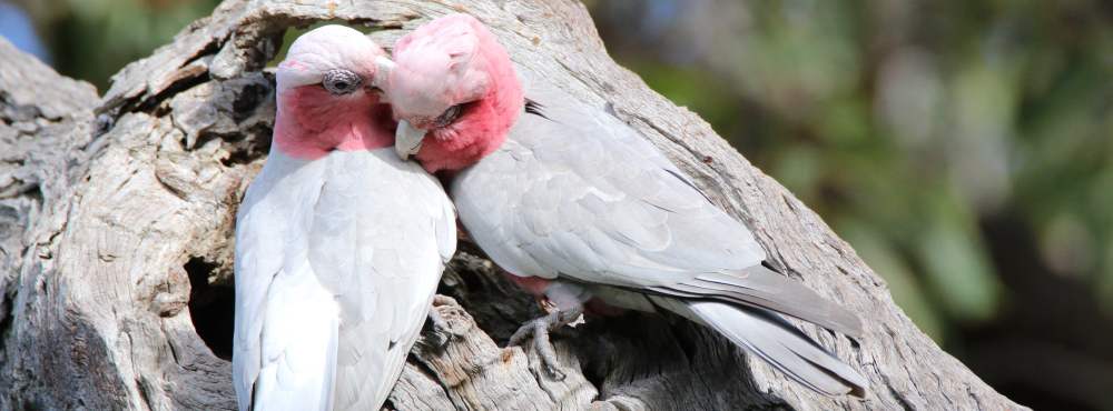 Fauna Pink and grey galah pair WEB