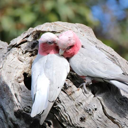 Fauna Pink and grey galah pair WEB