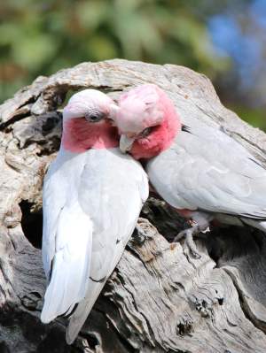 Fauna Pink and grey galah pair WEB