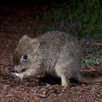 Fauna Mammals Woylie Bettongia penicillata courtesy of Houndstooth Studio 01