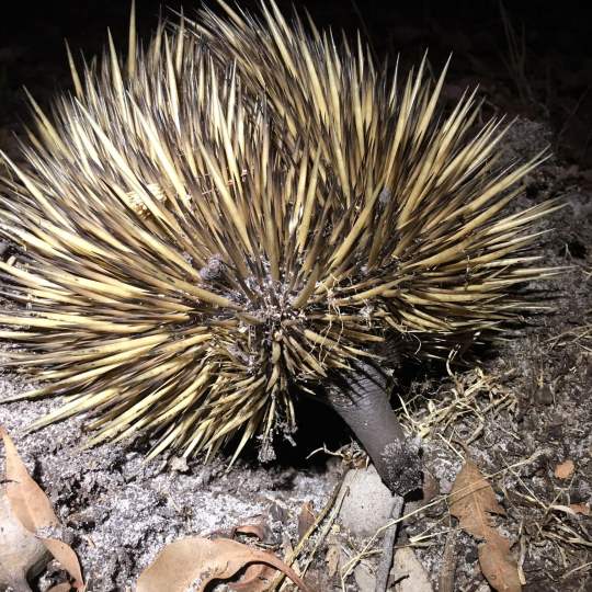 Fauna Mammals short beaked echidna Tachyglossus aculeatus nocturnal 01