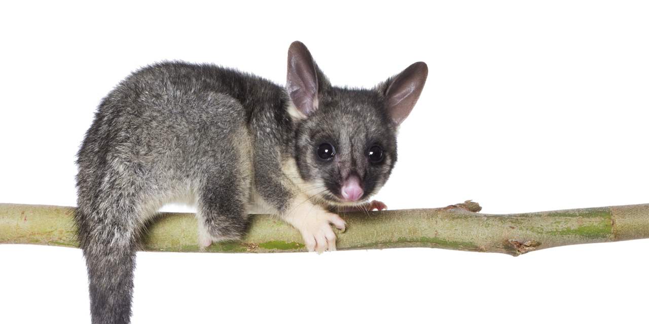 Brush tail possum photo by Houndstooth Studio crp WEB