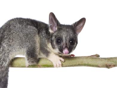 Brush tail possum photo by Houndstooth Studio crp WEB